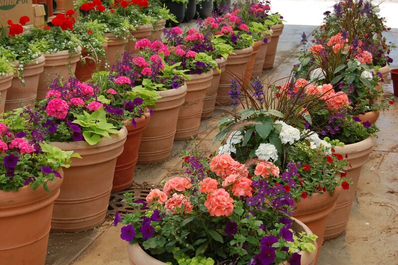 Potted Flowers in Pots — Pink