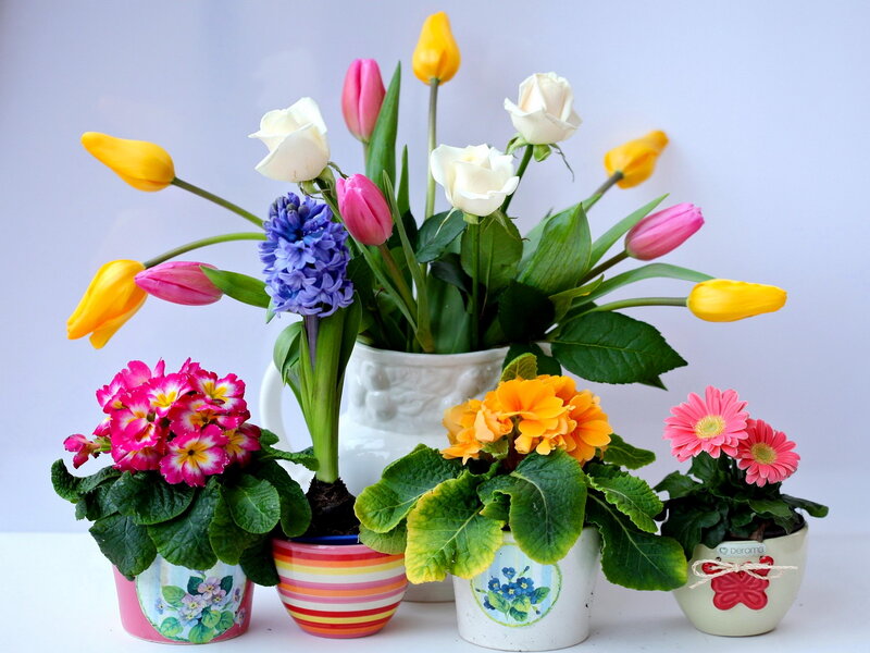 Potted Flowers in Vases