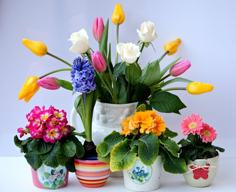 Potted Flowers in Vases — Yellow