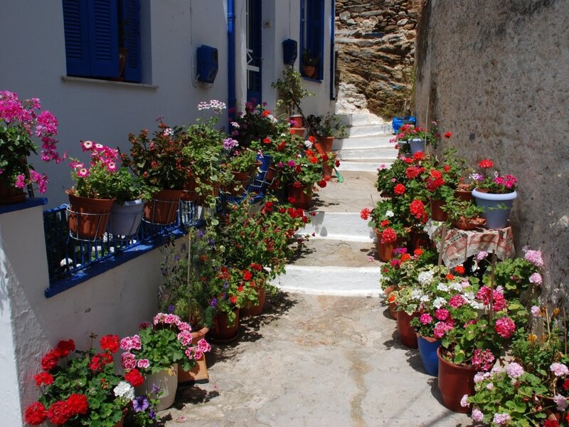 Potted Flowers on Alleyway