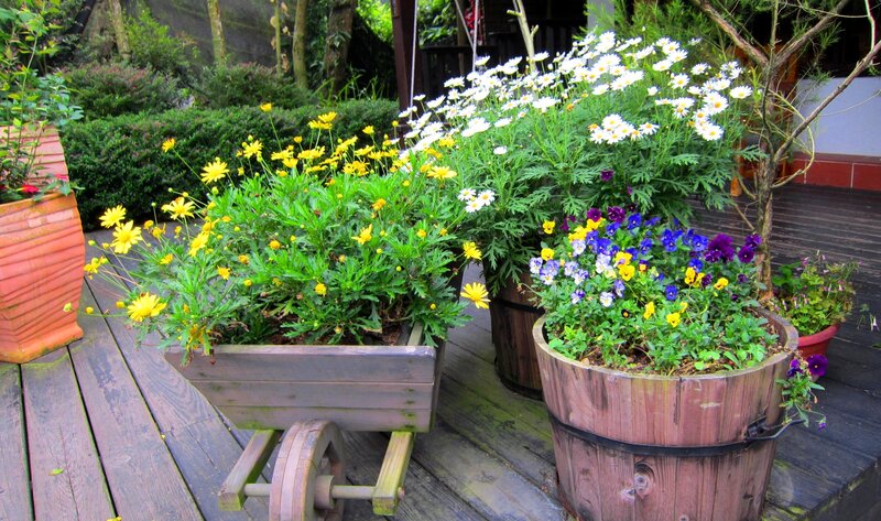 Potted Flowers on Deck — Green, Serene