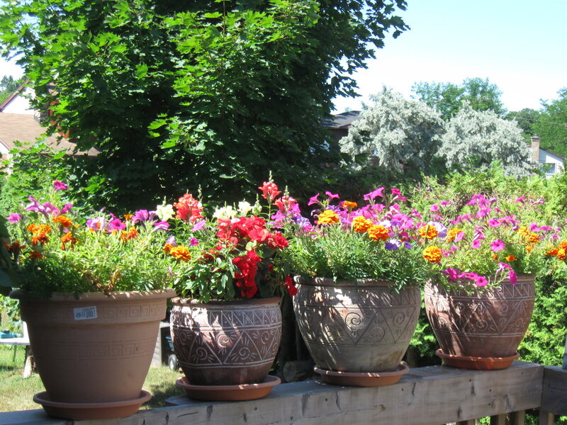 Potted Flowers on Deck