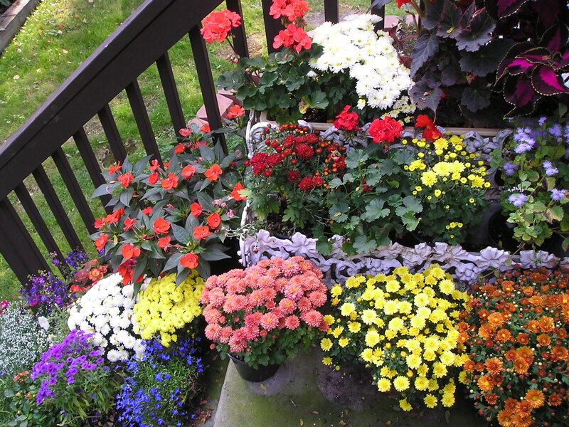 Potted Flowers on Deck — Yellow