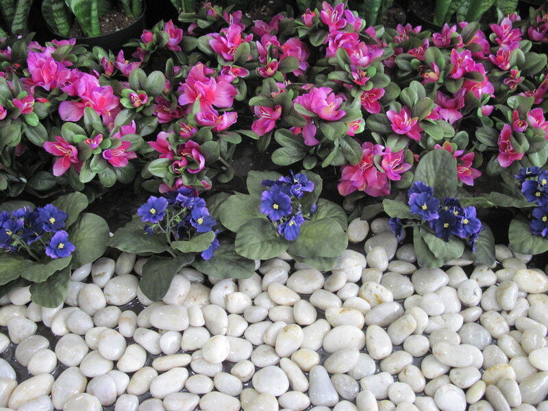 Potted Flowers on Pebbles