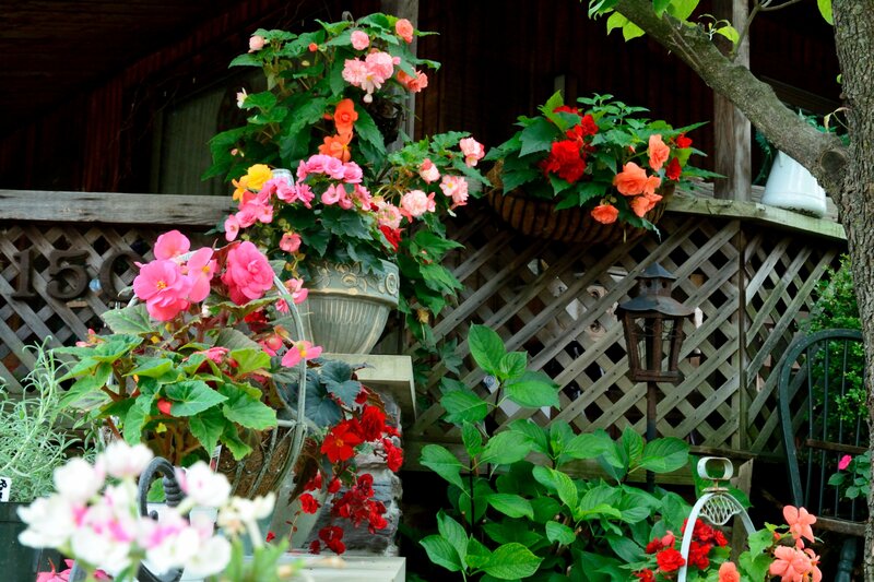 Potted Flowers on Porch — Green, Serene