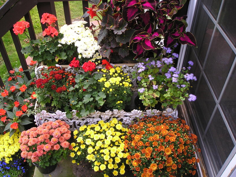 Potted Flowers on Porch — Yellow