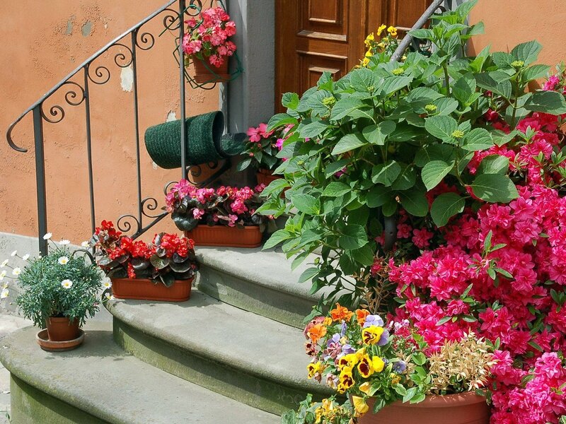 Potted Flowers on Steps — Pink