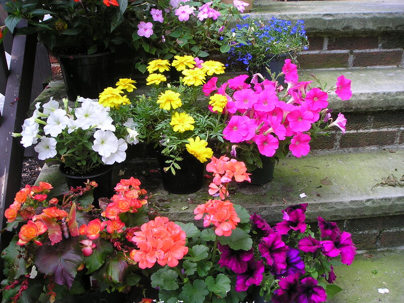 Potted Flowers on Steps