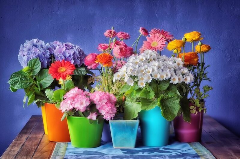 Potted Flowers on Table — Blue