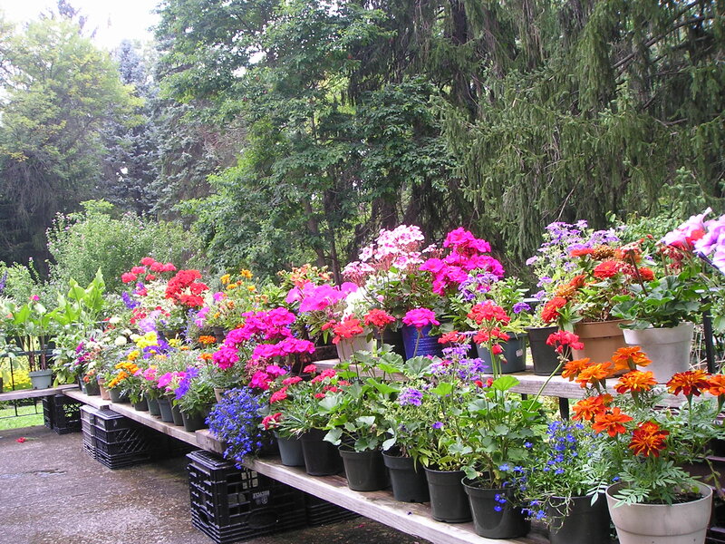 Potted Flowers on Table — Pink, Calm, Afternoon
