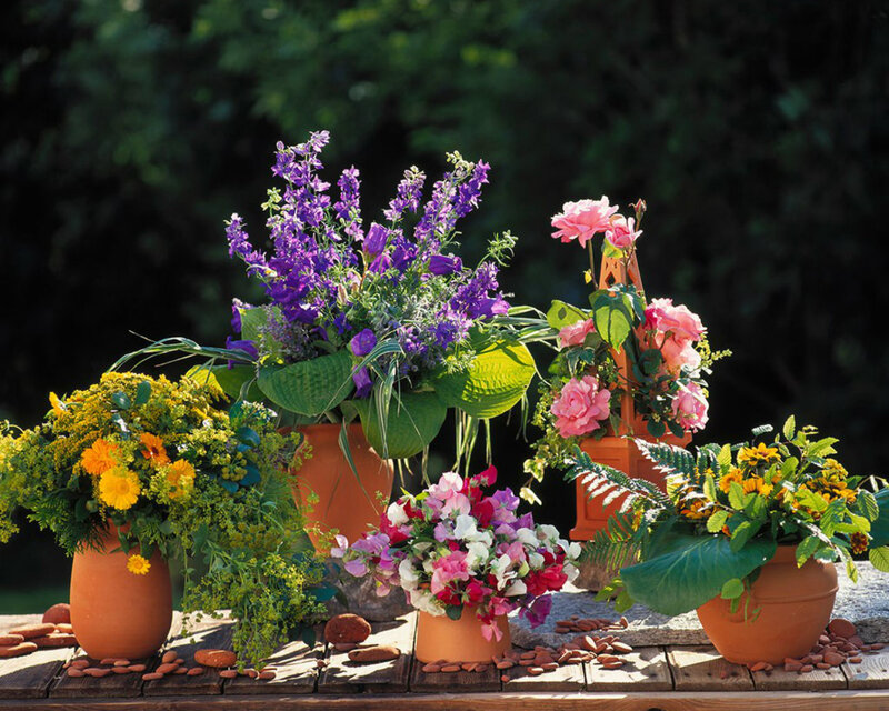 Potted Flowers on Table — Purple