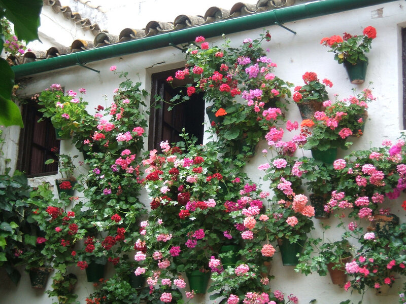 Potted Flowers on Wall