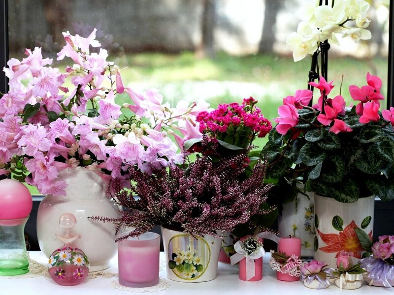 Potted Flowers on Windowsill — Pink
