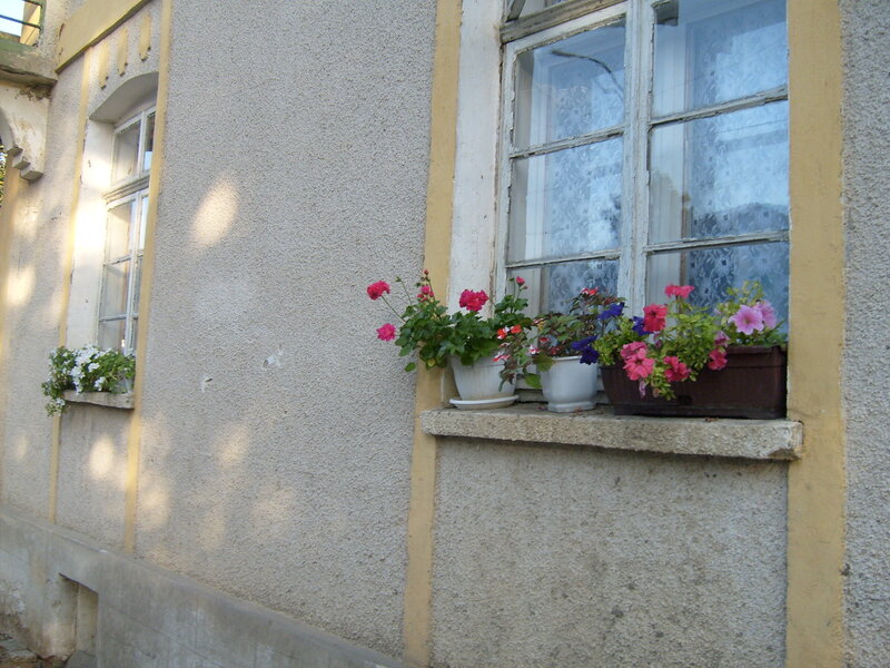Potted Flowers on Windowsill
