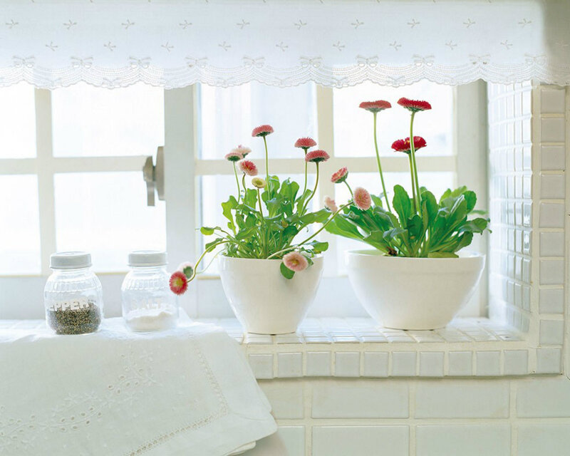 Potted Flowers on Windowsill — White, Serene