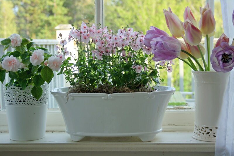 Potted Flowers on Windowsill — White