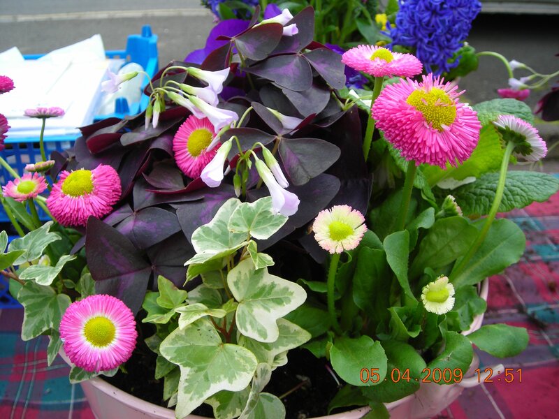 potted flowers with pink daisies