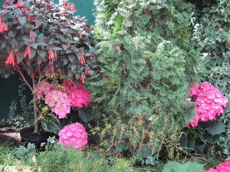 Potted Fuchsia and Hydrangea