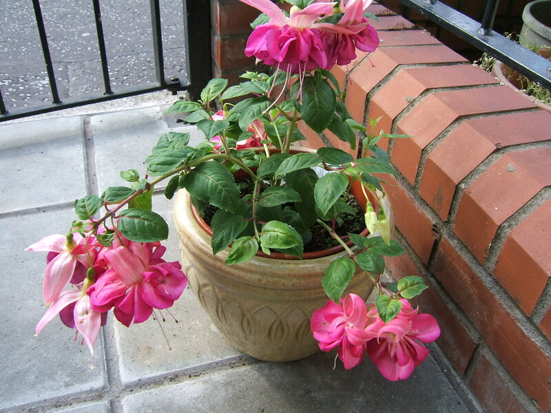 Potted Fuchsia Plant