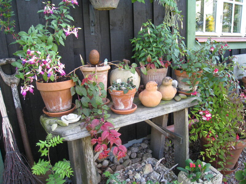 Potted Fuchsia Plants