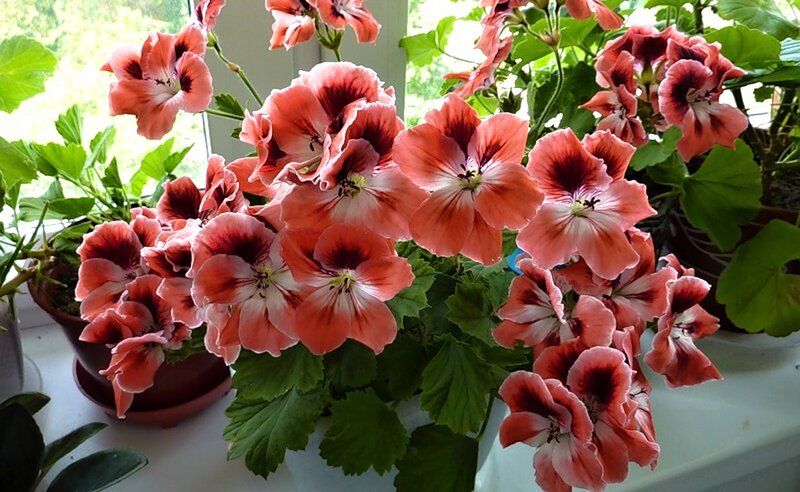 Potted Geranium Flowers — Pink, Calm, Afternoon