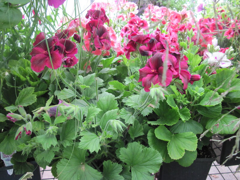Potted Geranium Flowers — Pink, Calm
