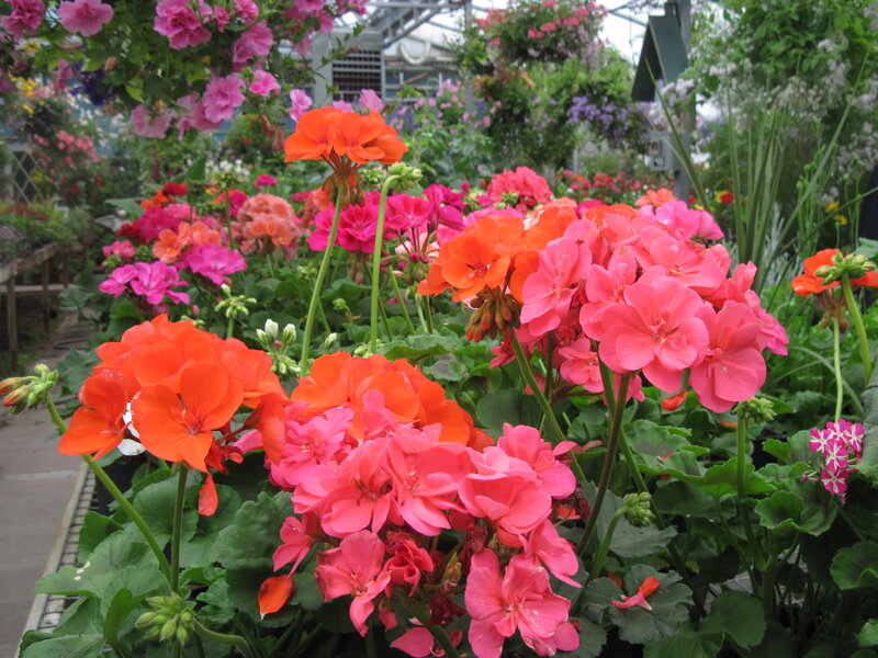 Potted Geranium Flowers — Pink