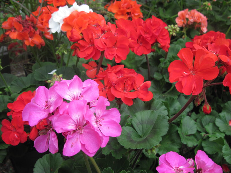 Potted Geranium Flowers — Pink, Vibrant, Afternoon