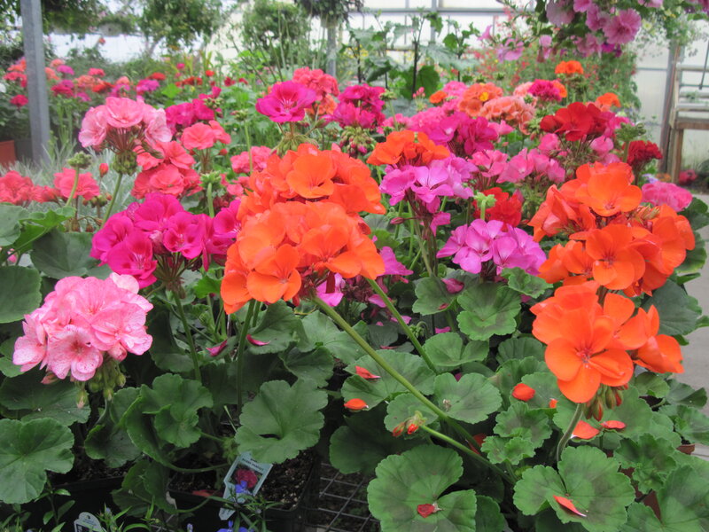 Potted Geranium Flowers — Pink, Vibrant