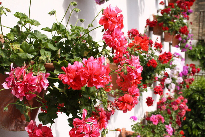 Potted Geranium Flowers