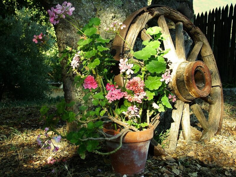 Potted Geranium Plant — Green, Serene