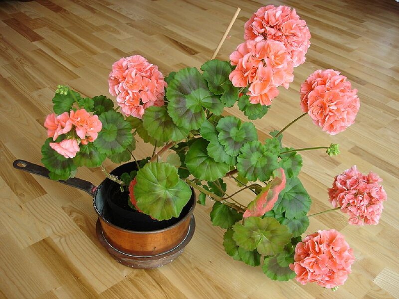 Potted Geranium Plant — Green