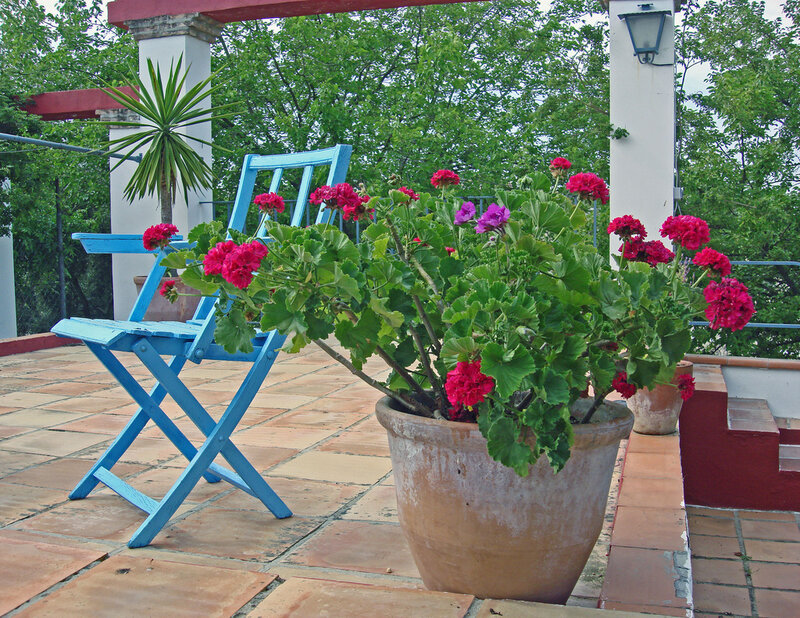 Potted Geranium Plant