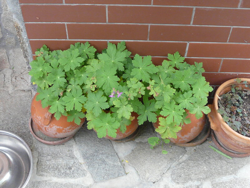 Potted Geranium Plants