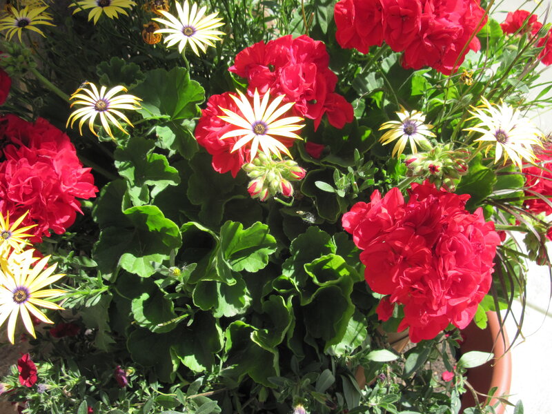 Potted Geraniums and Daisies