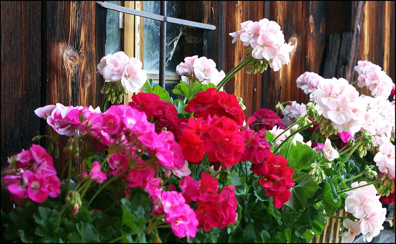 Potted Geraniums in Bloom