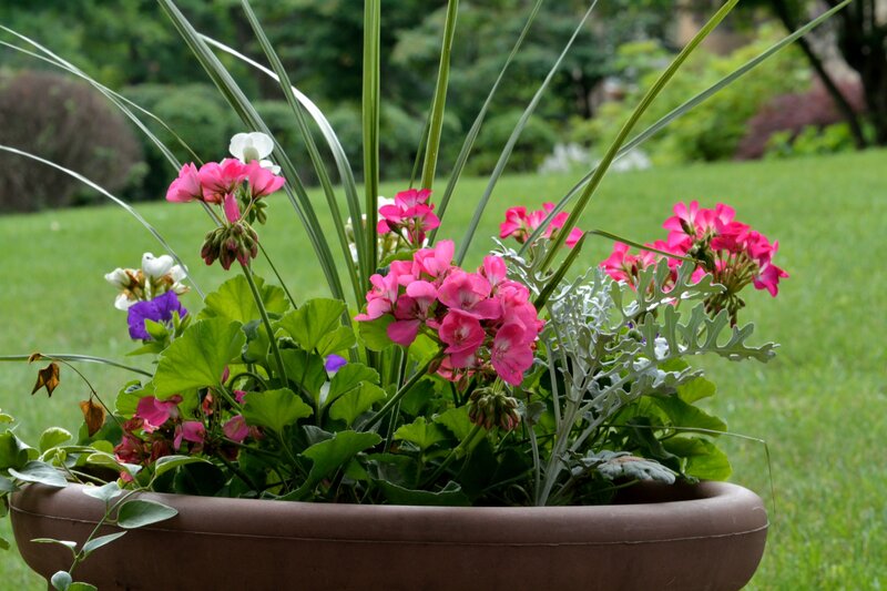Potted Geraniums in Garden