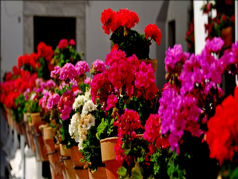 Potted Geraniums in Row