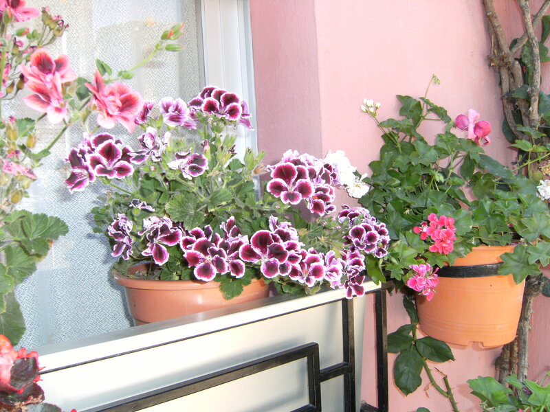 Potted Geraniums on Balcony