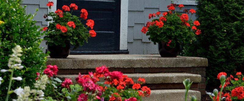Potted Geraniums on Porch
