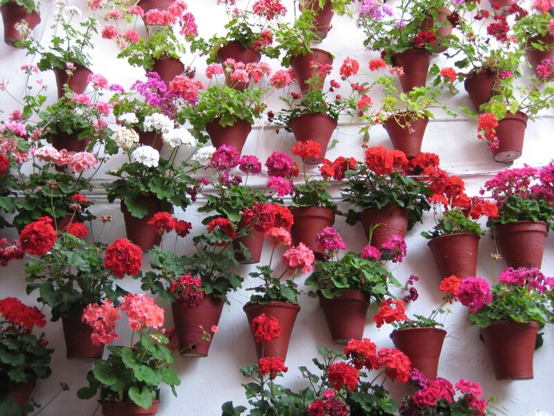Potted Geraniums on Wall