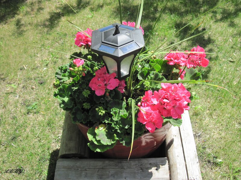 Potted Geraniums with Solar Lamp