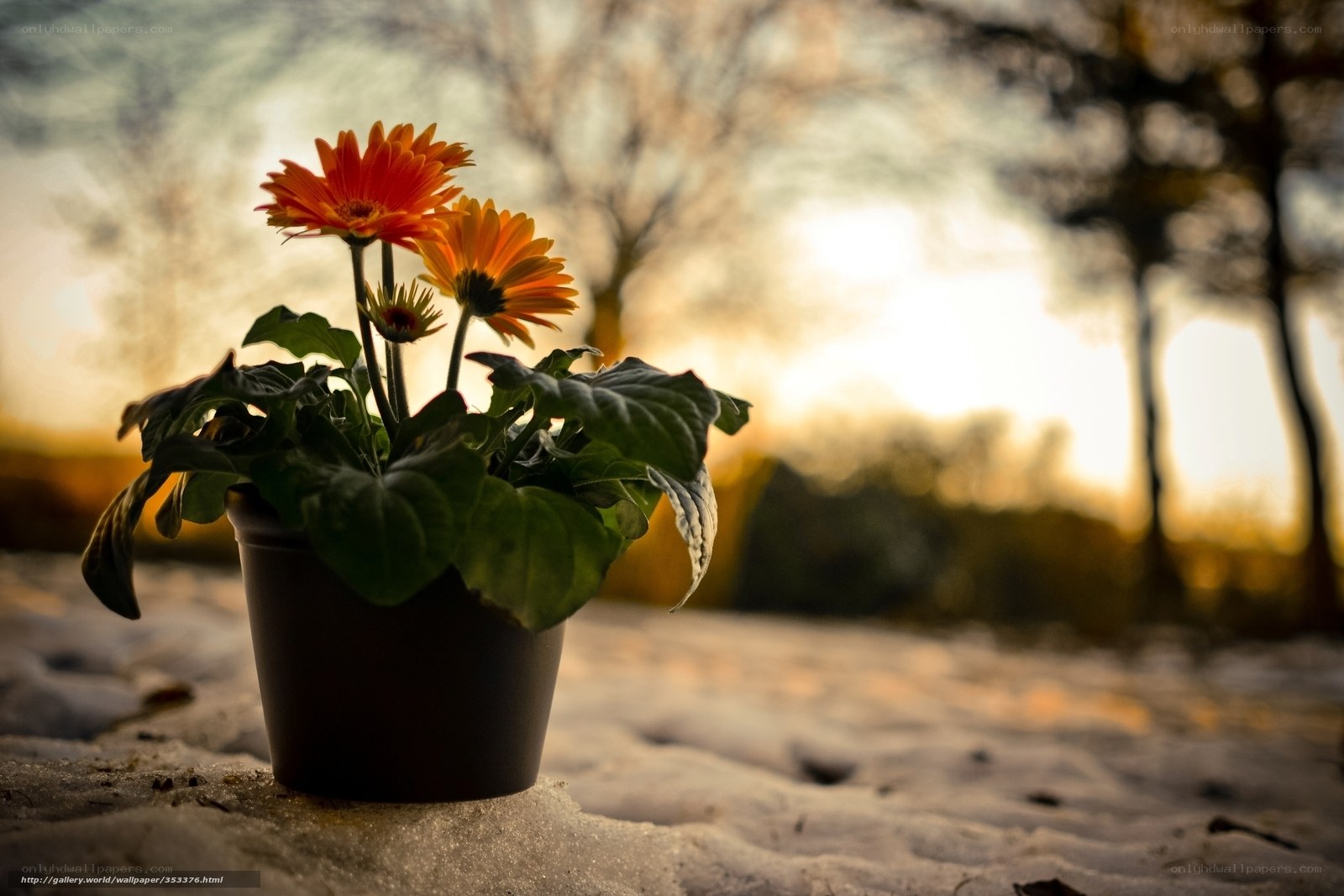 potted gerbera daisies in snow