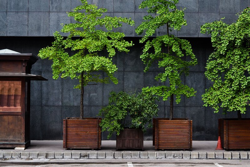 Potted Ginkgo Trees