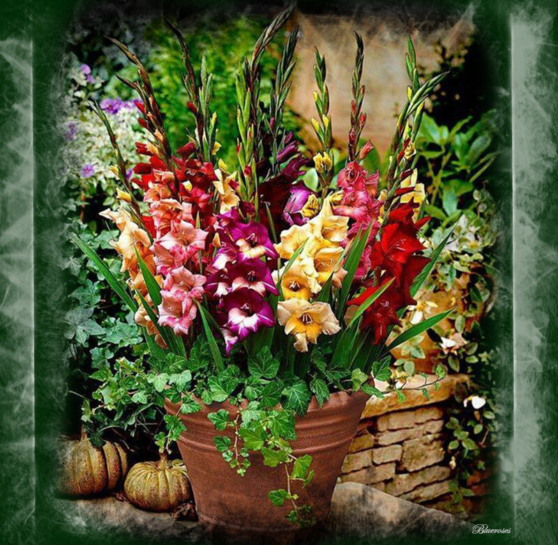 Potted Gladiolus Flowers