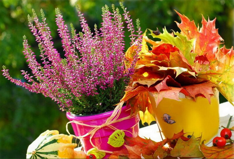Potted Heather and Autumn Leaves