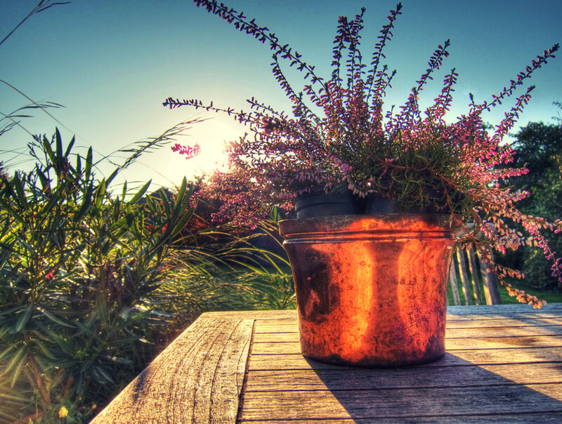 Potted Heather Plant — Orange