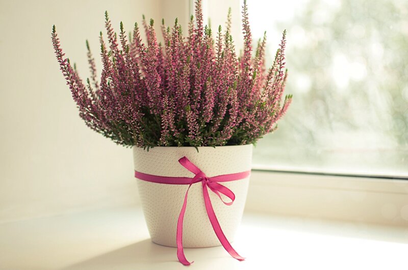 Potted Heather Plant — White