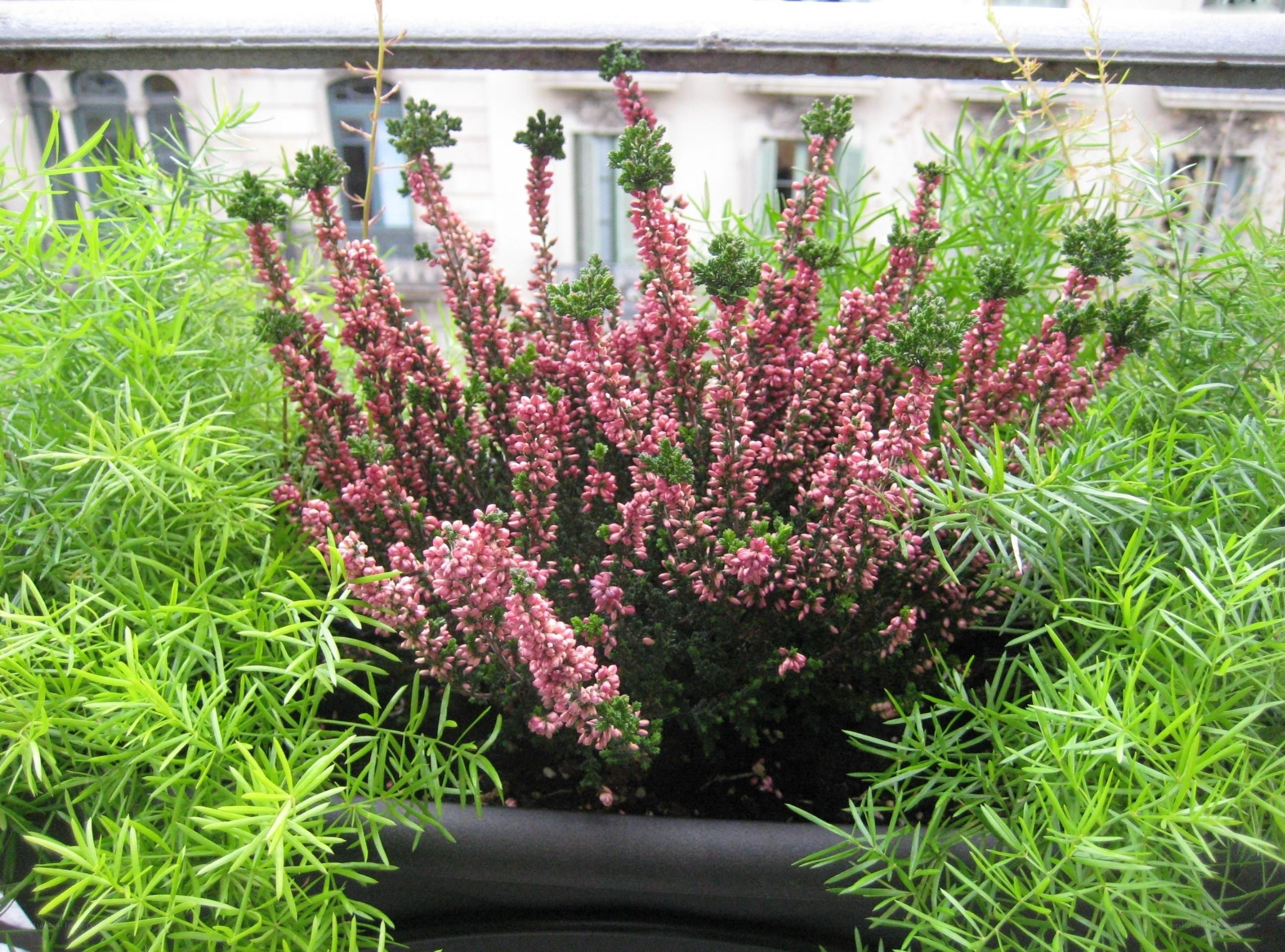 potted heather plant