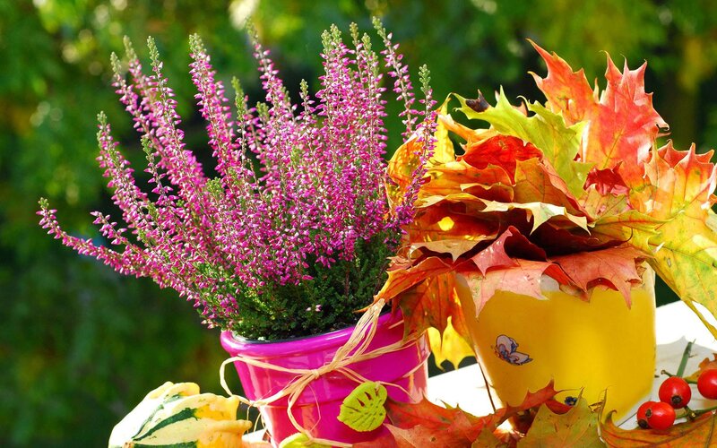 Potted Heather with Autumn Leaves